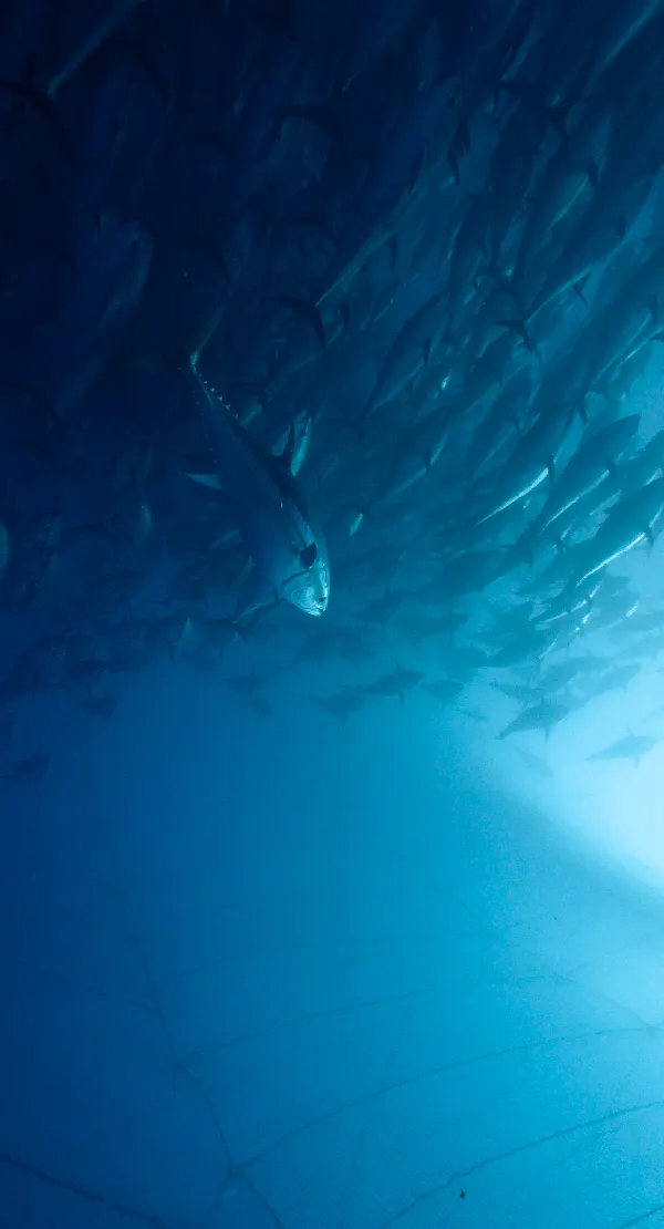 Se il Mare Muore Podcast - 4